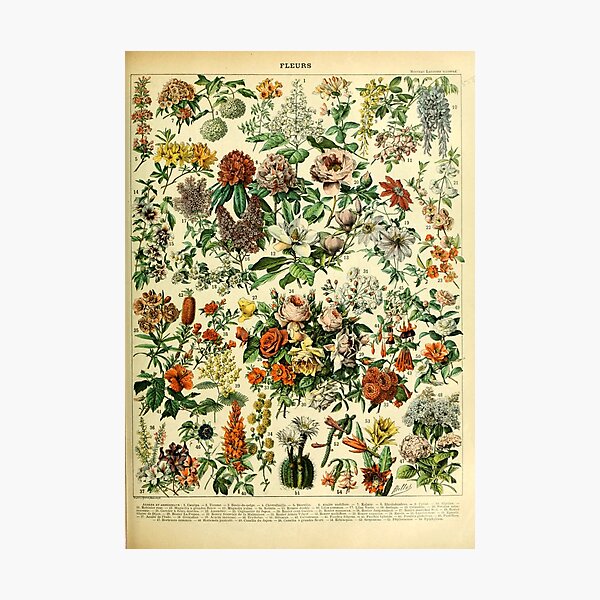 Item preview, Adolphe Millot - Fleurs - French Vintage Poster designed and sold by Flip & Flop.