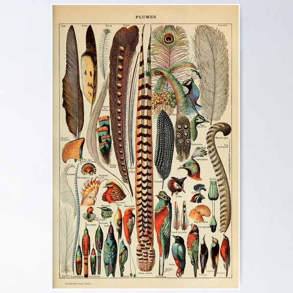 Item preview, Adolphe Millot Plumes - Vintage French Poster designed and sold by Flip & Flop.