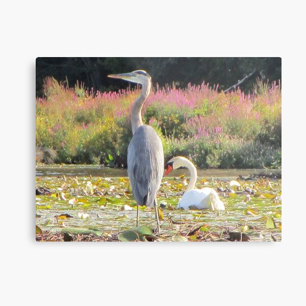 Pond Friends Metal Print