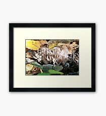 Coral Fungus Framed Print