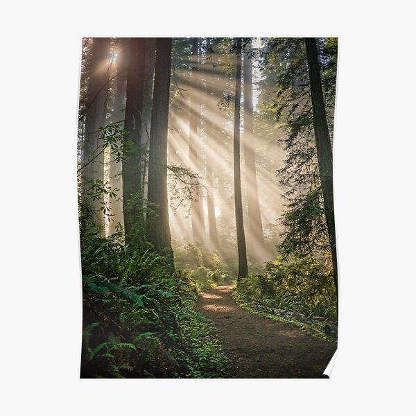 A Walk in the Woods Poster