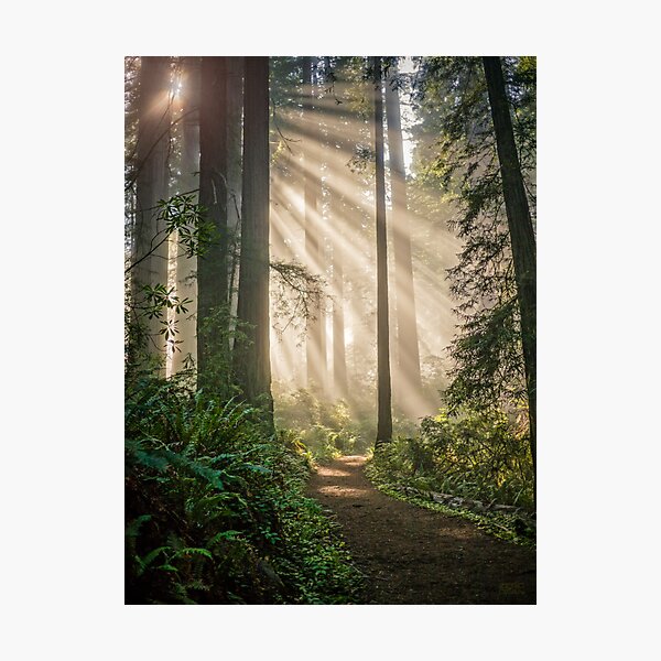 A Walk in the Woods Photographic Print