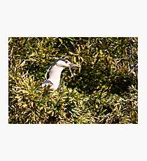 Blue Heron Photographic Print