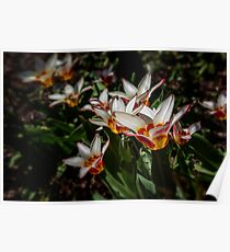 Tulips Poster