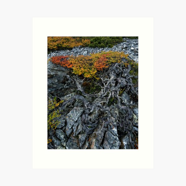 Item preview, Gnarly Nothofagus Gunnii designed and sold by Robert Mullner.