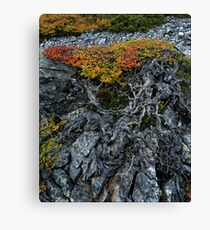 Gnarly Nothofagus Gunnii Canvas Print