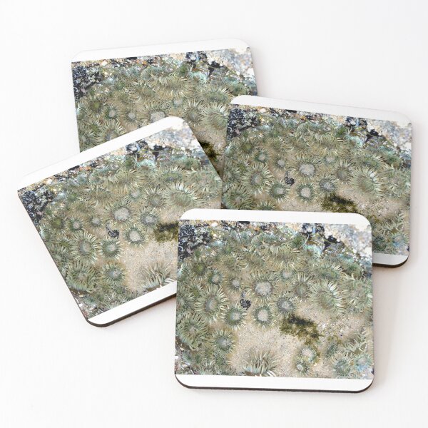 Item preview, Sea Anemones in Southern California designed and sold by Paula Betz.