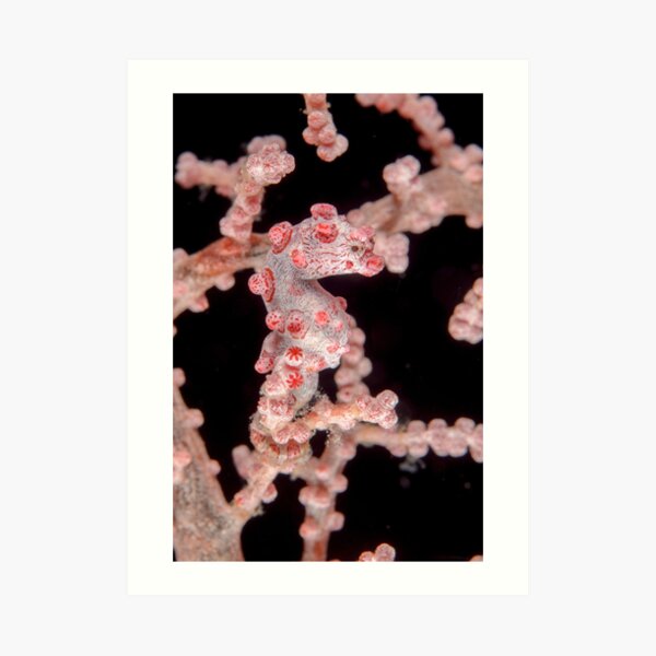 Pygmy seahorse - Hippocampus bargibanti Art Print