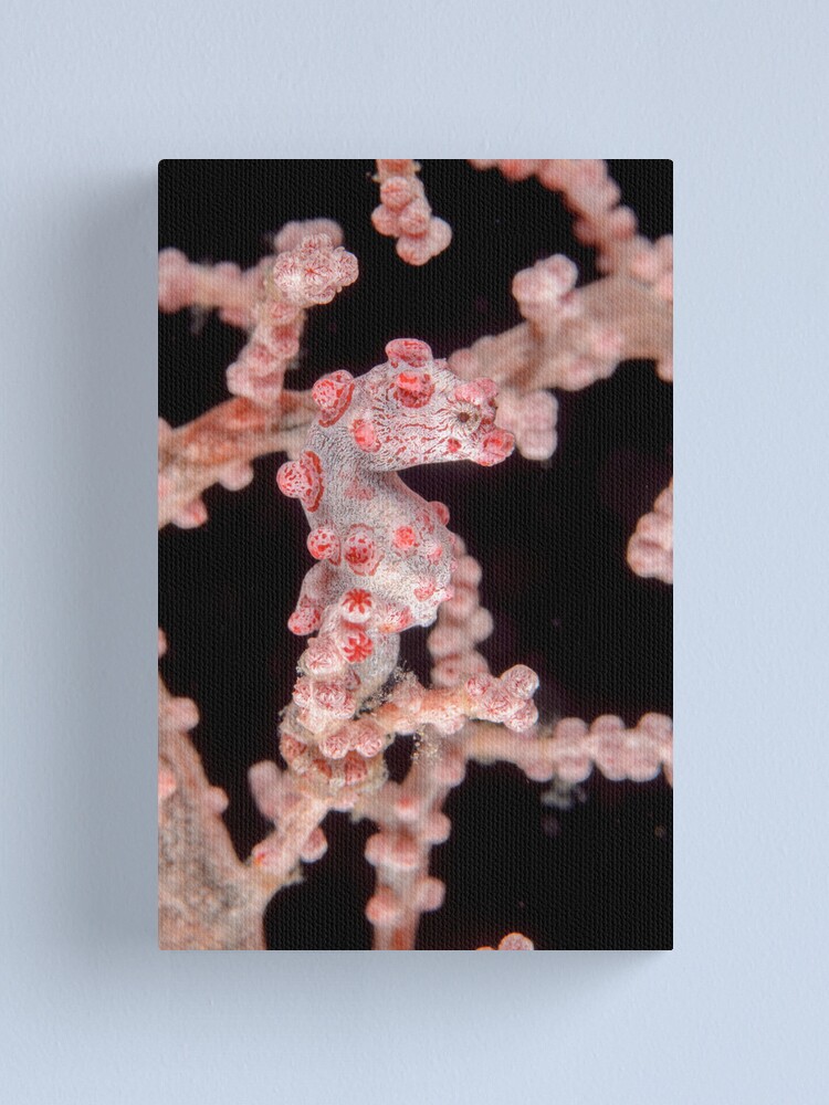 Alternate view of Pygmy seahorse - Hippocampus bargibanti Canvas Print