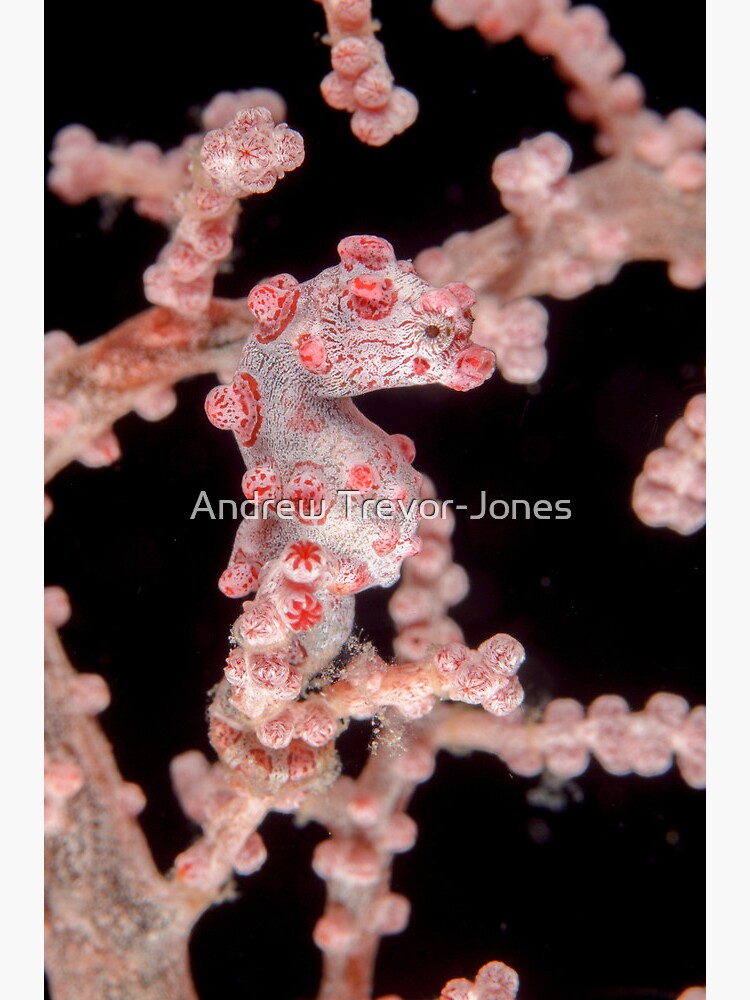 Pygmy seahorse - Hippocampus bargibanti by andrewtj