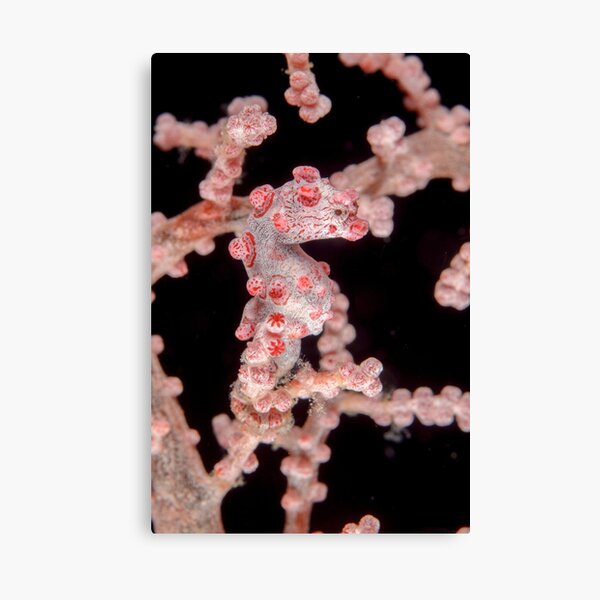 Pygmy seahorse - Hippocampus bargibanti Canvas Print