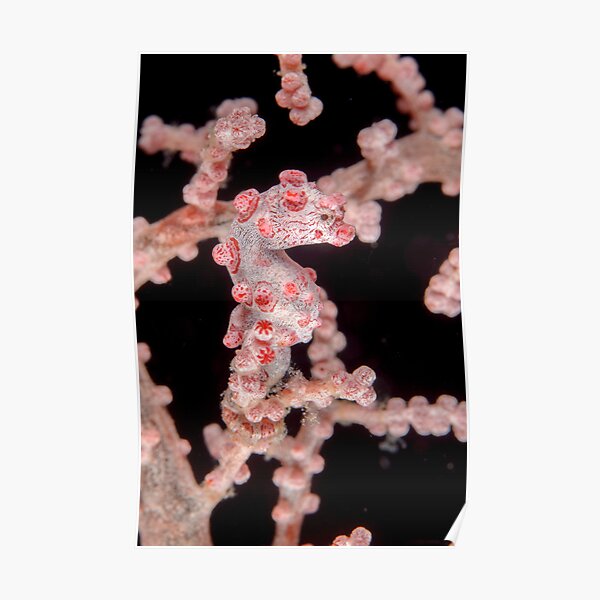 Pygmy seahorse - Hippocampus bargibanti Poster