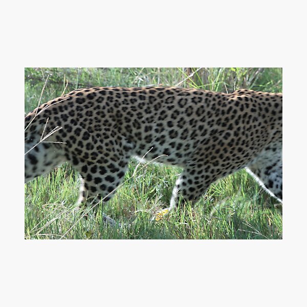 A beautiful coat Photographic Print