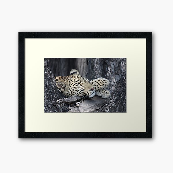 Paws Framed Art Print