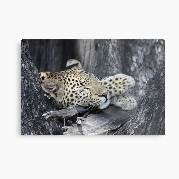 Paws Metal Print