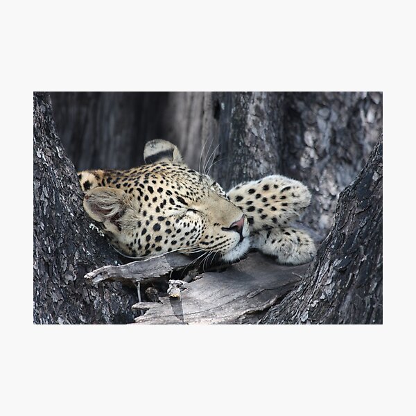 Paws Photographic Print
