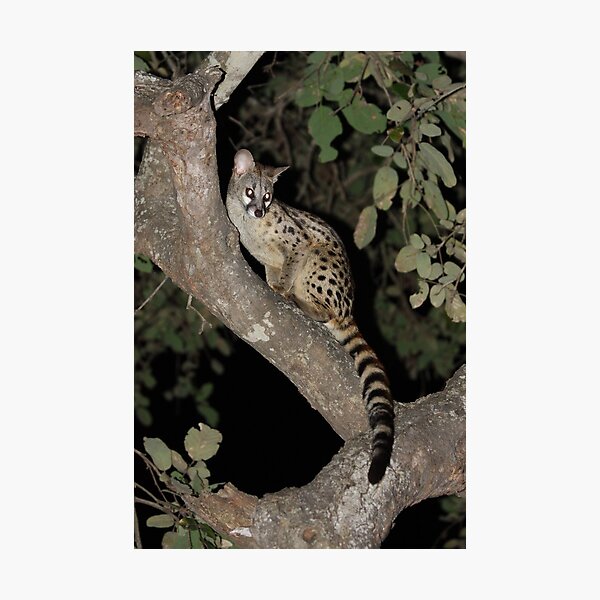 Genet joins us at a Barbeque Photographic Print