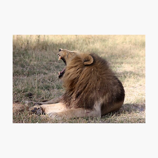 Yawning not roaring Photographic Print