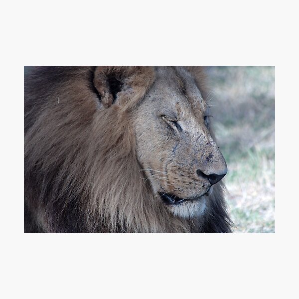Battle Scars Photographic Print