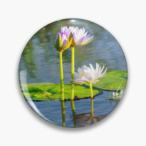 Item preview, Water lilies in the morning sun designed and sold by mhall.