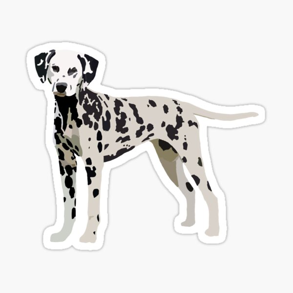 Dalmatian dog Sticker