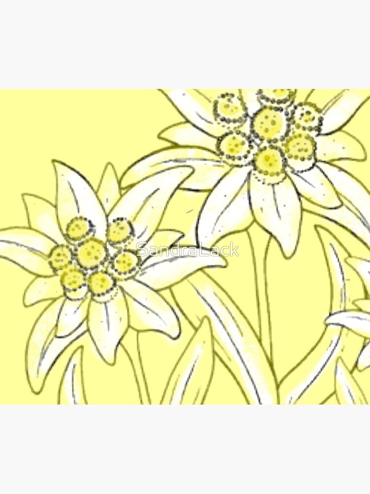 MUSTER EDELWEISS von SandraLack