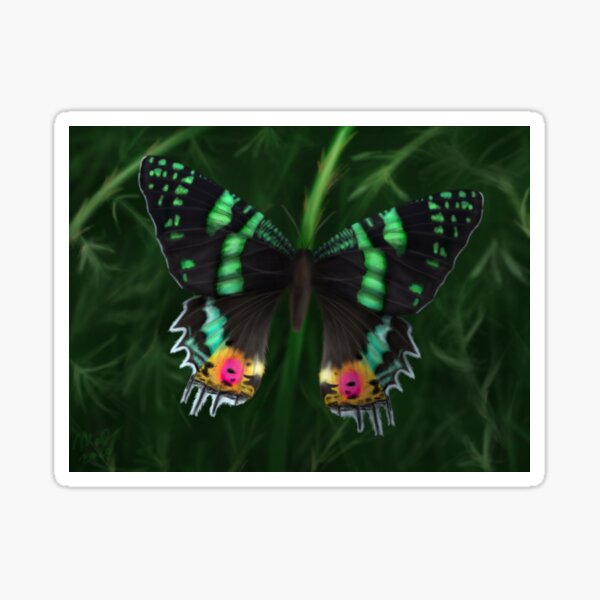 Madagascan Sunset Moth Sticker