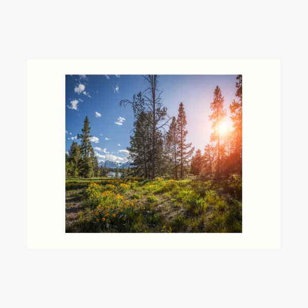 Grand Teton Field of Flowers Art Print