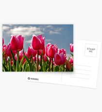 Tulips, tulips, tulips...... Postcards