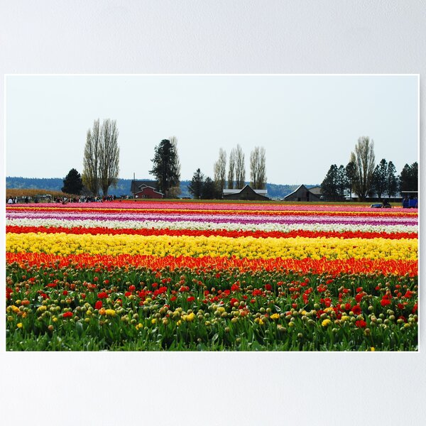 Item preview, Beautiful Fields of Tulips 2 designed and sold by Tori Snow.