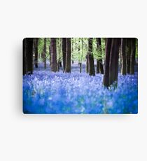 Bluebell 5 Leinwanddruck