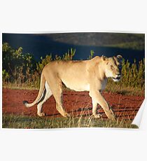 Gondwana Lioness Poster
