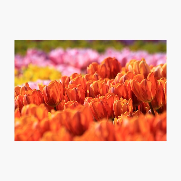 Item preview, Blooming bulbs 1 designed and sold by DutchLumix.