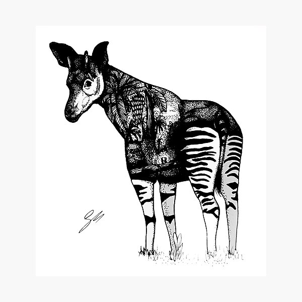 Okapi Photographic Print