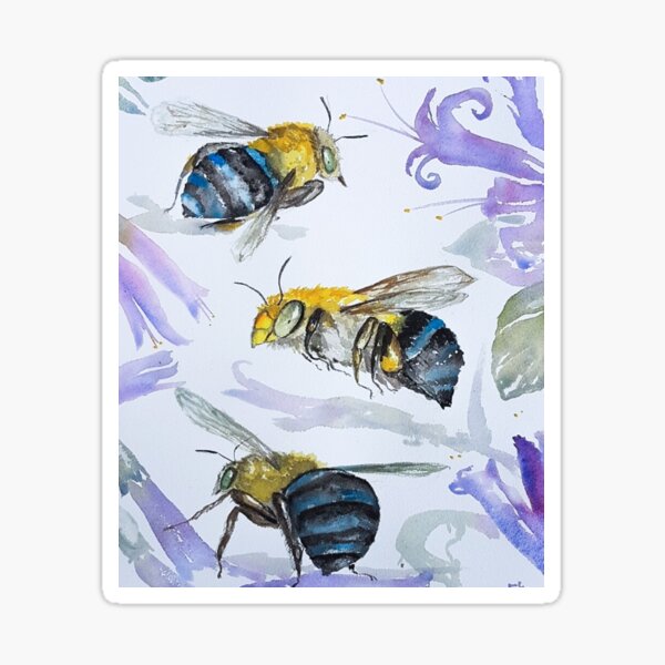 Australian Blue Banded Bees with blue salvias Sticker