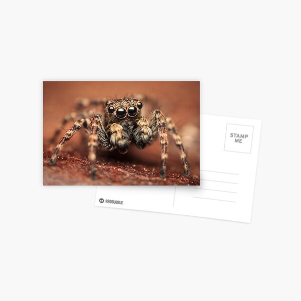 Sitticus pubescens male jumping spider Postcard