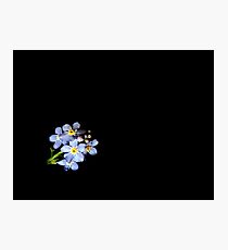Forget-me-not Photographic Print