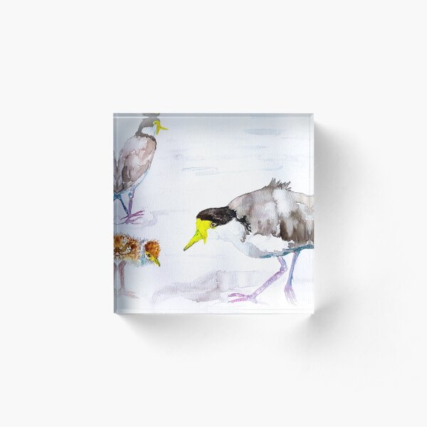 Masked Plovers by Liz H Lovell Acrylic Block