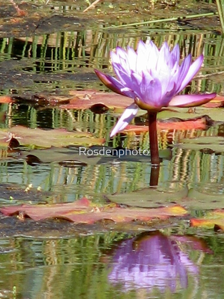 "Lilac Water Lily Tropical Bird Park, Kalbarri, WA" iPhone Case for Sale by Rosdenphoto