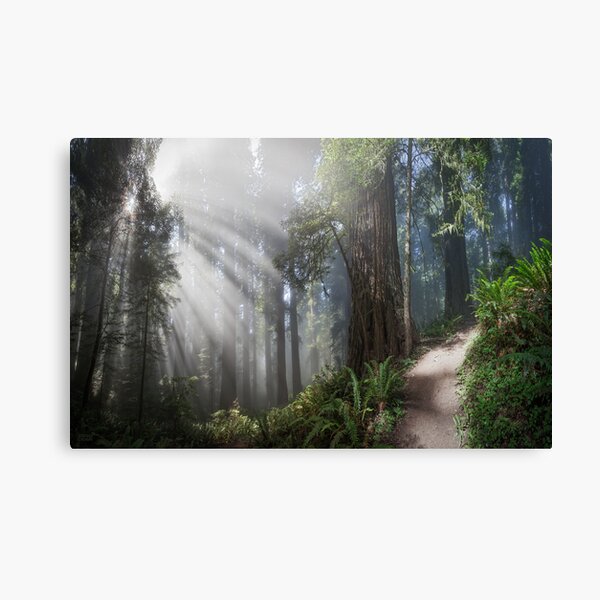 Fireworks in the Forest III Canvas Print
