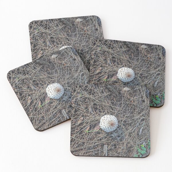 Item preview, Mushroom growing in the park designed and sold by jentiger.