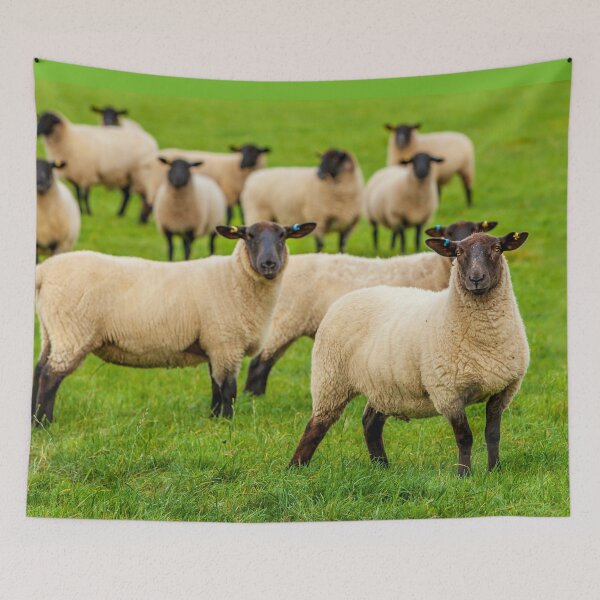 Item preview, Who you looking at Sheep designed and sold by Dalyndigital Photography.