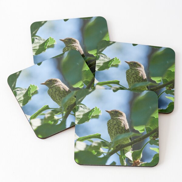 So this is the world. Young European pied flycatcher Coasters (Set of 4)