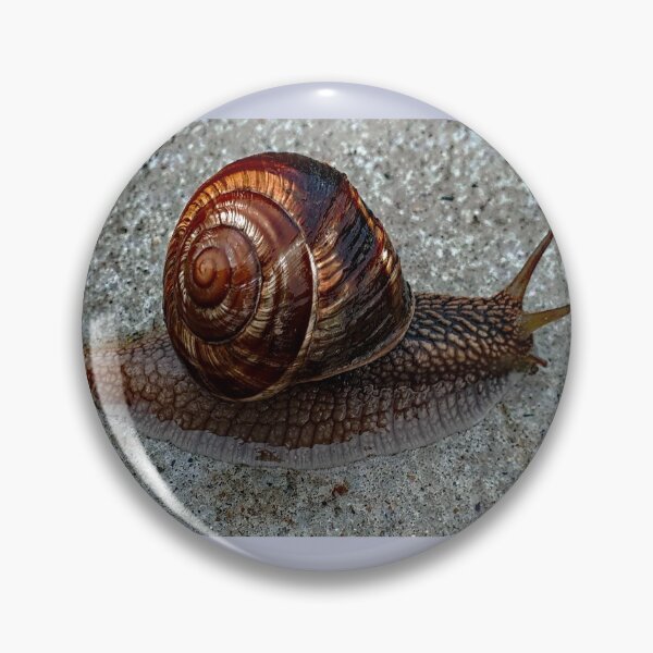 Item preview, garden snail (helix aspera) designed and sold by Luci3120.