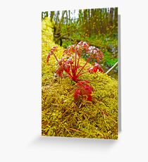 Plant Greeting Card