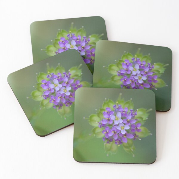 Item preview, conocido también como Candytuft simboliza la dulzura y la belleza.
designed and sold by Melinda Gaal.