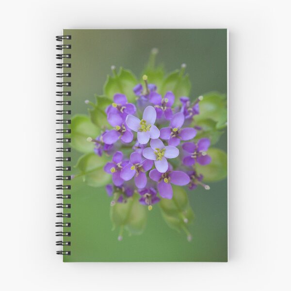 Artikelvorschau,  Auch bekannt als Candytuft symbolisiert Süße und Schönheit.
 entworfen und verkauft von Melinda Gaal.