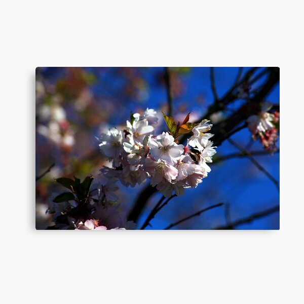 White Blossom Canvas Print