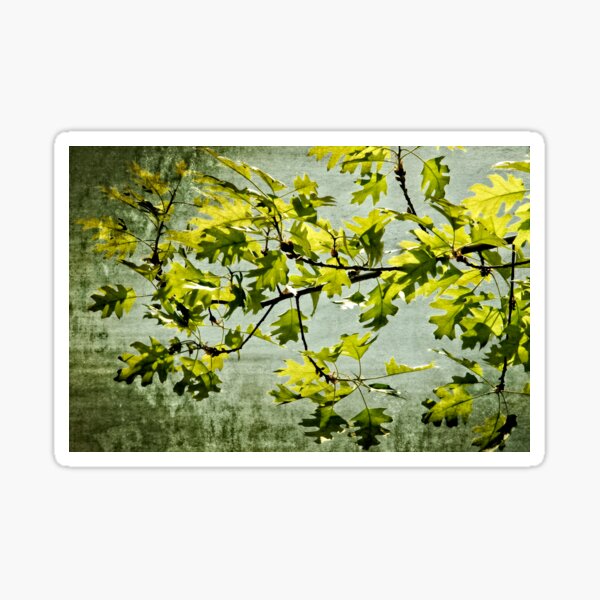 Item preview, Sunlit Oak Leaves Against the Sky designed and sold by JimNEmDesigns.