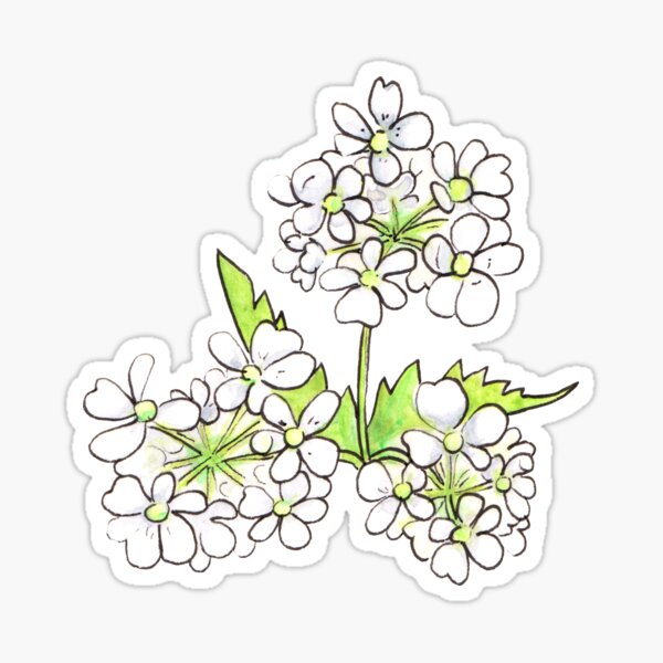 Cow Parsley Flower Sticker